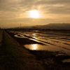 田んぼ　沈む夕日