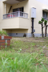 団地ネコ