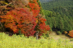 ひまわりと紅葉