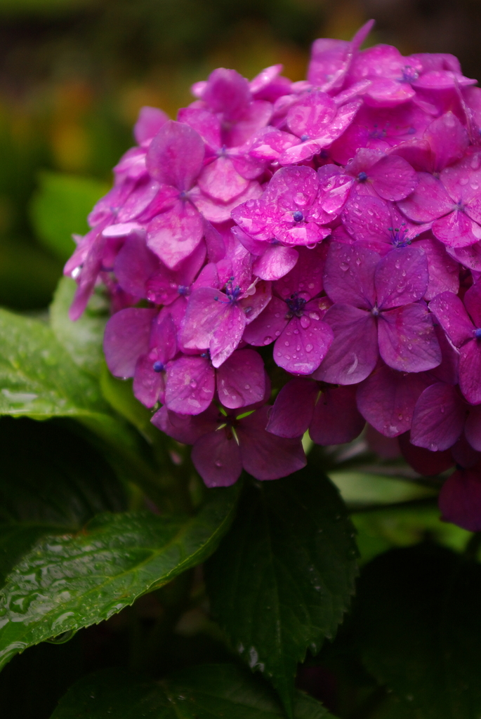 雨 つややかに