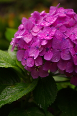 雨 つややかに