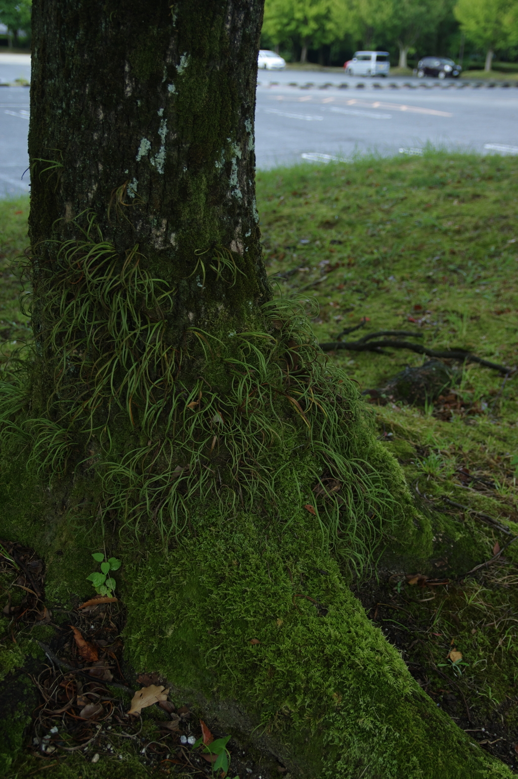 雨あがる