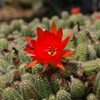 サボテンの花