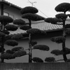 Dancing tree