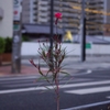 赤い花