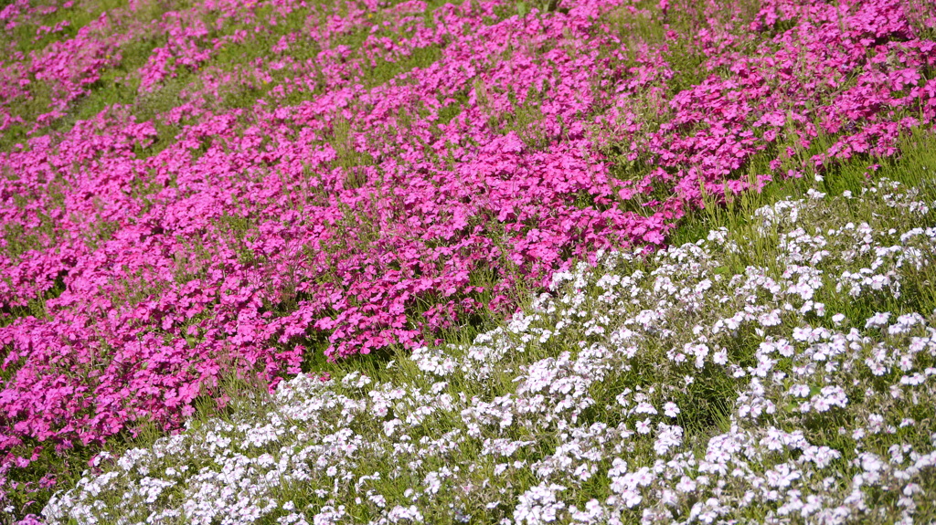 秩父羊山公園の芝桜３