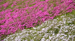秩父羊山公園の芝桜３