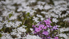 秩父羊山公園の芝桜２