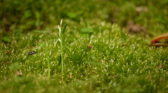 苔の森