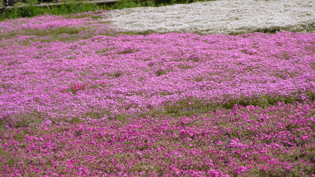 秩父羊山公園の芝桜１