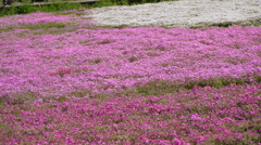 秩父羊山公園の芝桜１