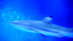 青の世界（2011）