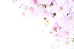 消えゆく桜