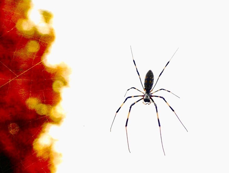 A spider（2010）