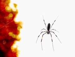 A spider（2010）