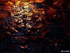 黄金の落ち葉（2010）