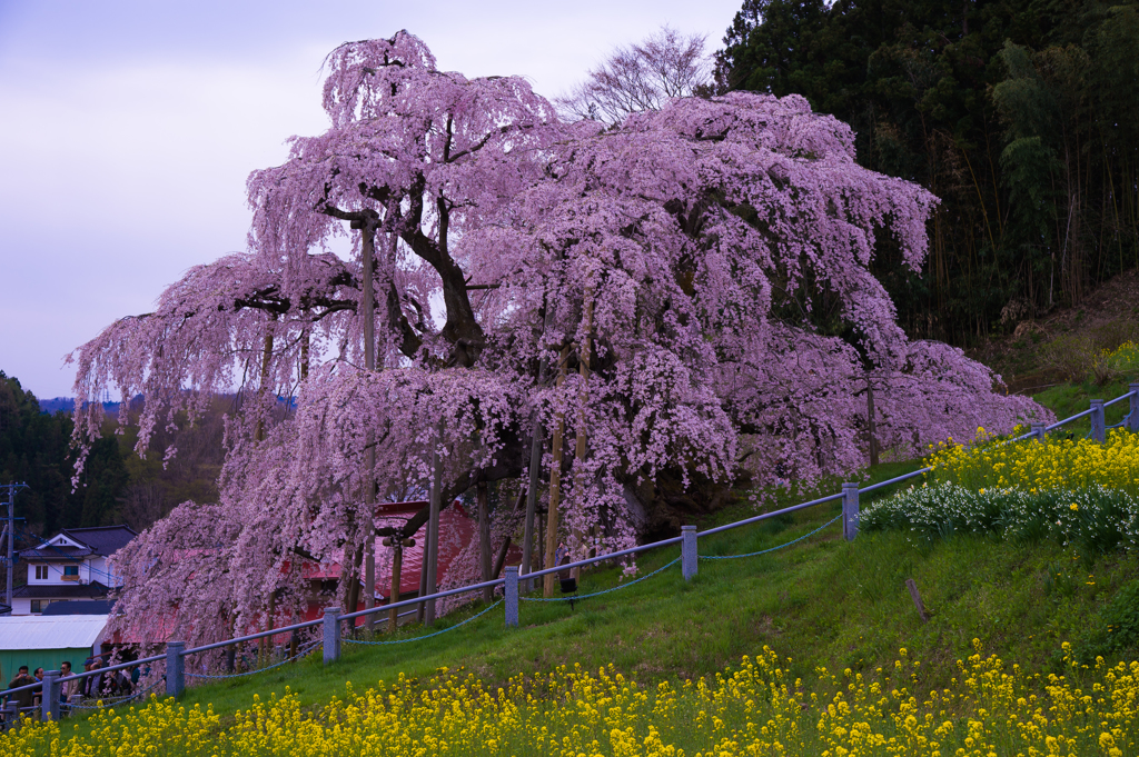 2015　三春滝桜