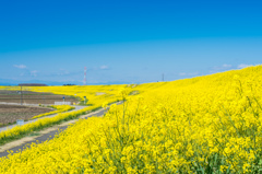 巴波川菜の花堤