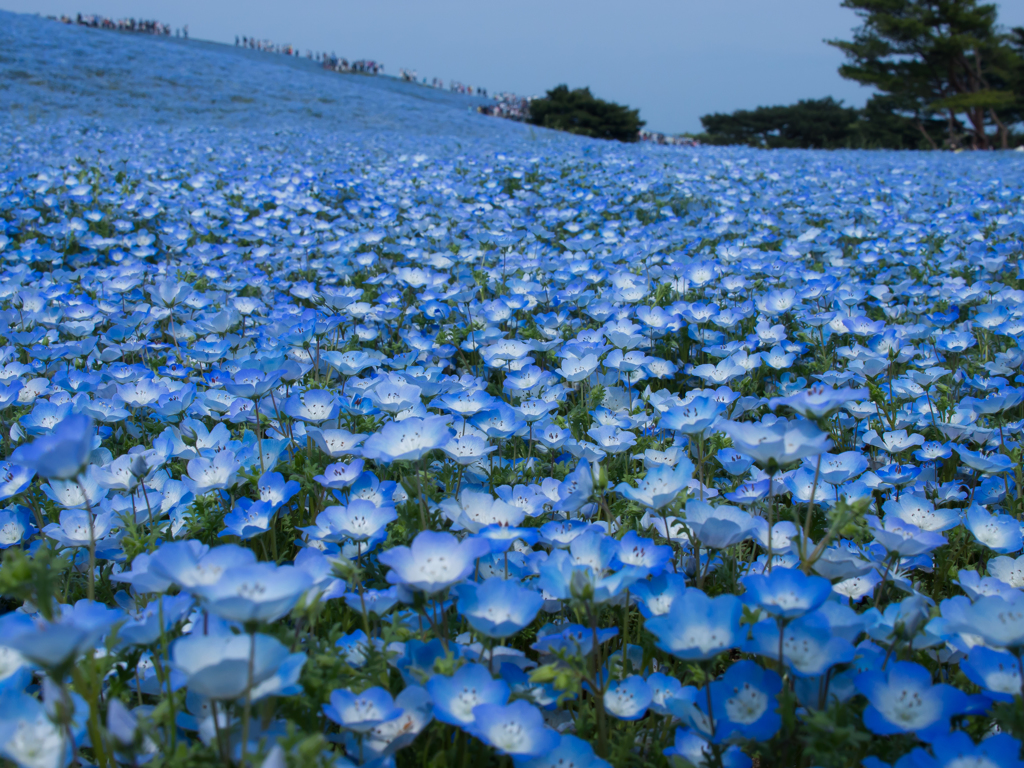 蒼の丘