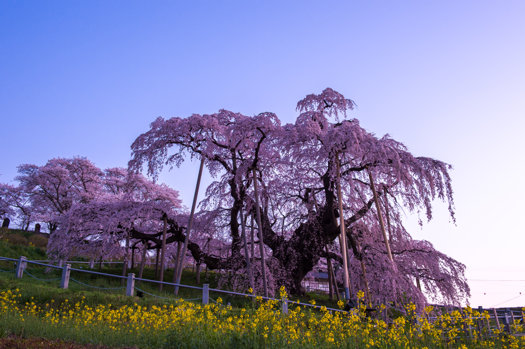 2015　三春滝桜