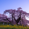 2015　三春滝桜