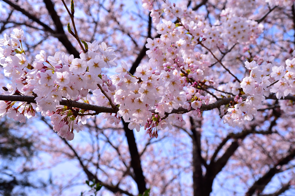 白河 城山公園