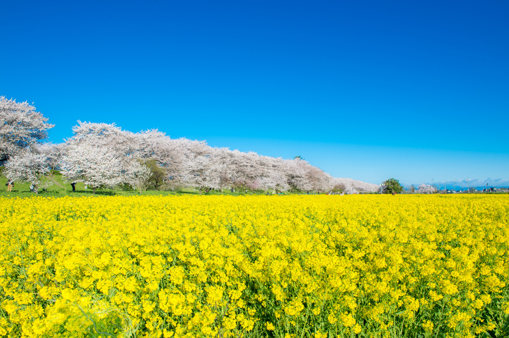 幸手権現堂堤桜