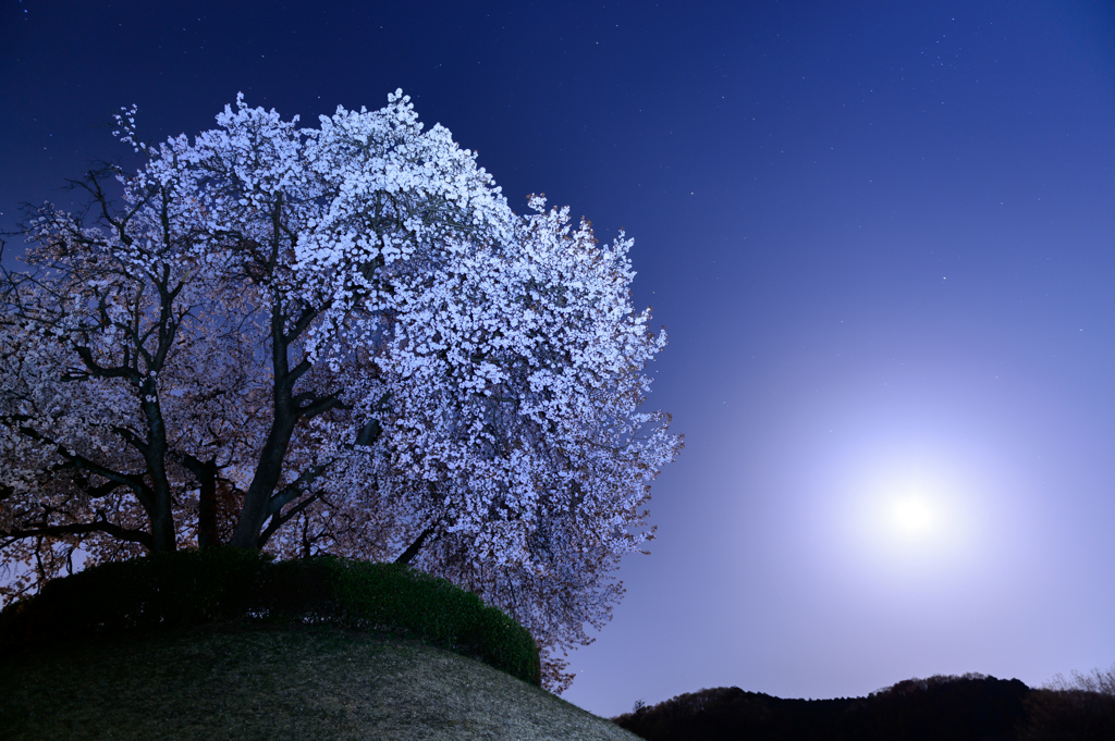 月夜の桜に魅せられて