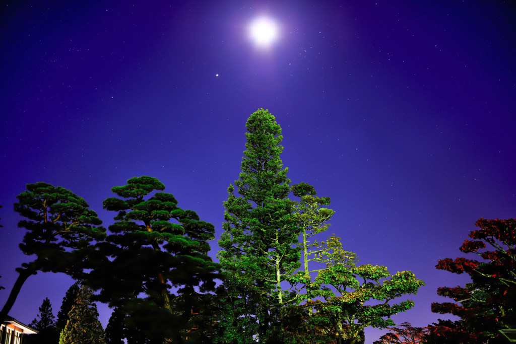 Moon Light Tree