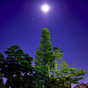 Moon Light Tree