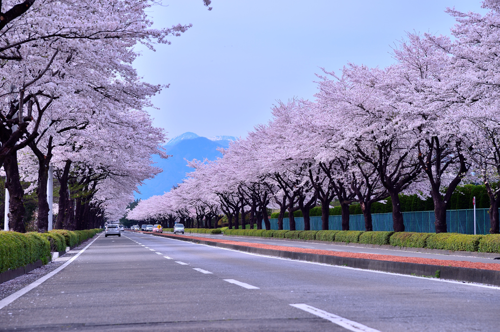 桜ロード 2015