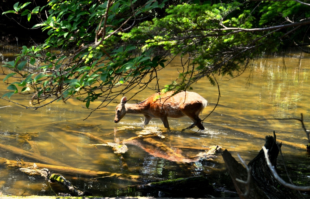 湯ノ湖のバンビ