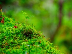もののけの森