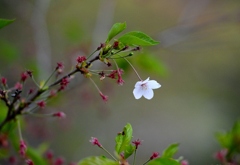 なごり桜