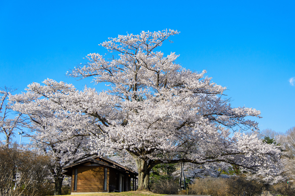 長峰公園