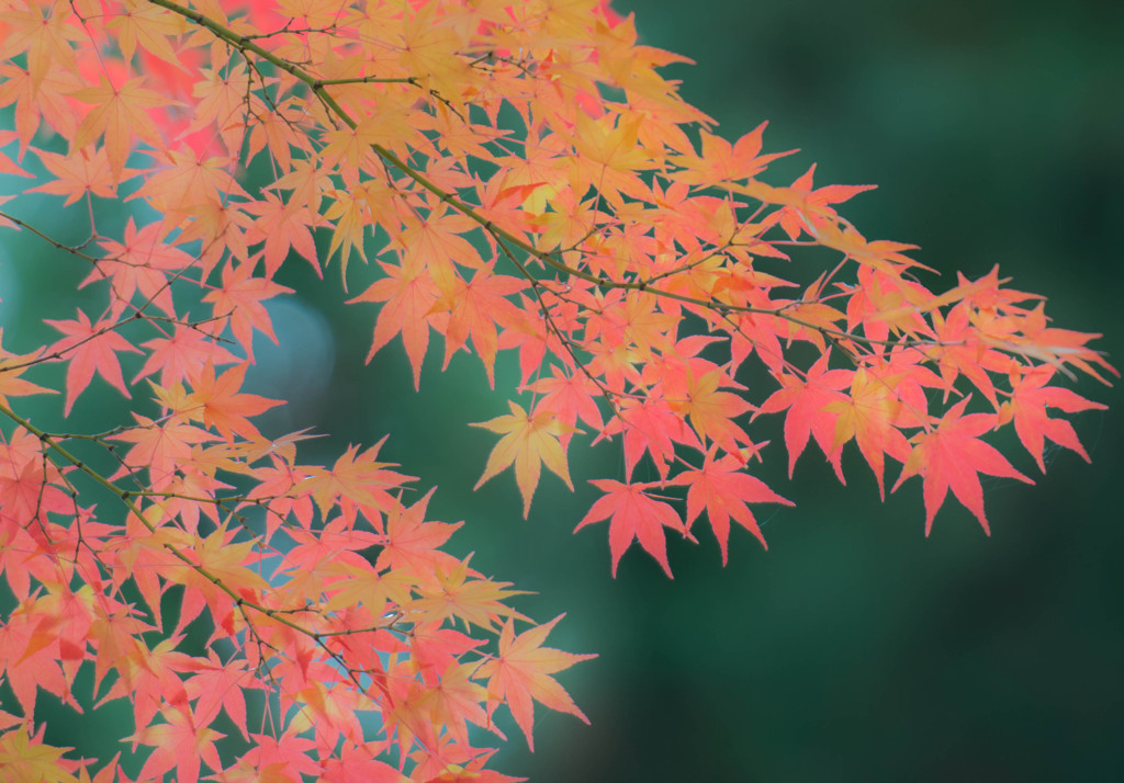 柔彩