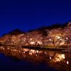 五百淵公園夜桜