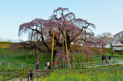 三春滝桜　5分咲き