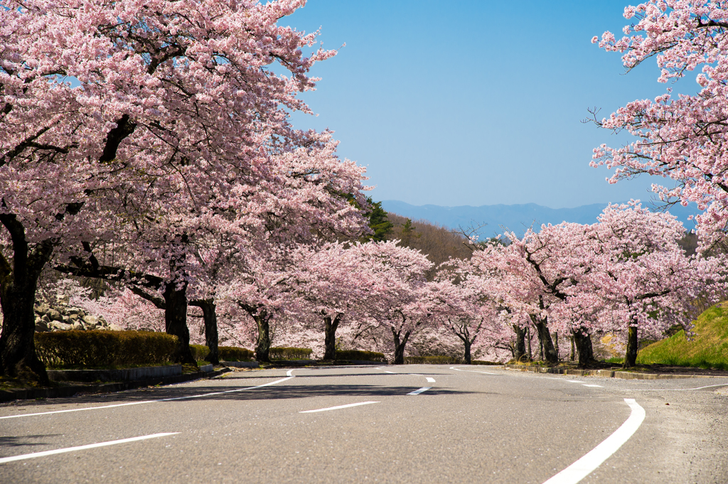 安住の桜園