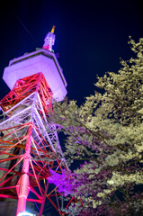 八幡山公園　宇都宮タワーの桜