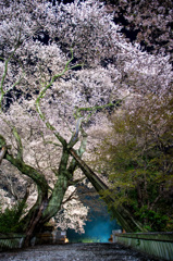 約150年目？の春