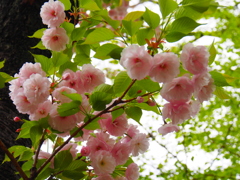 八重桜と新緑二種盛り