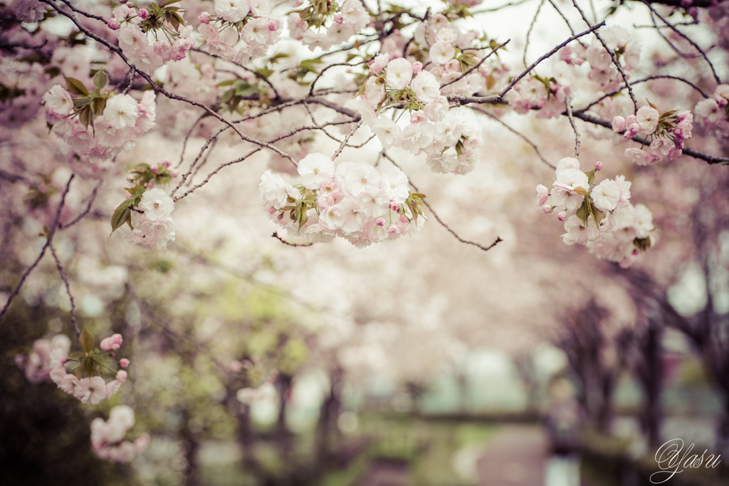 桜のトンネル