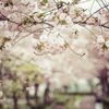 桜のトンネル