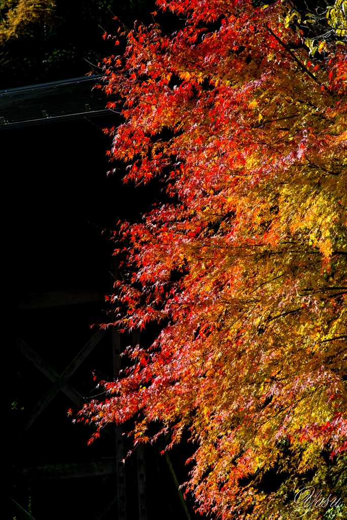 紅葉