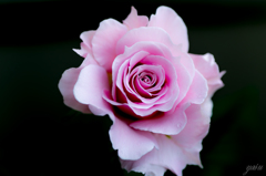 薔薇