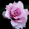 薔薇