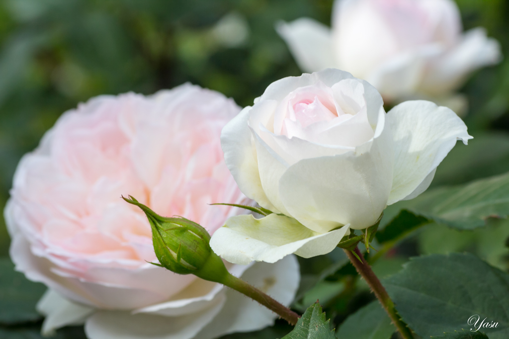 2015春_薔薇2