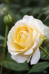 2015春_薔薇3
