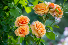 2015春_薔薇4